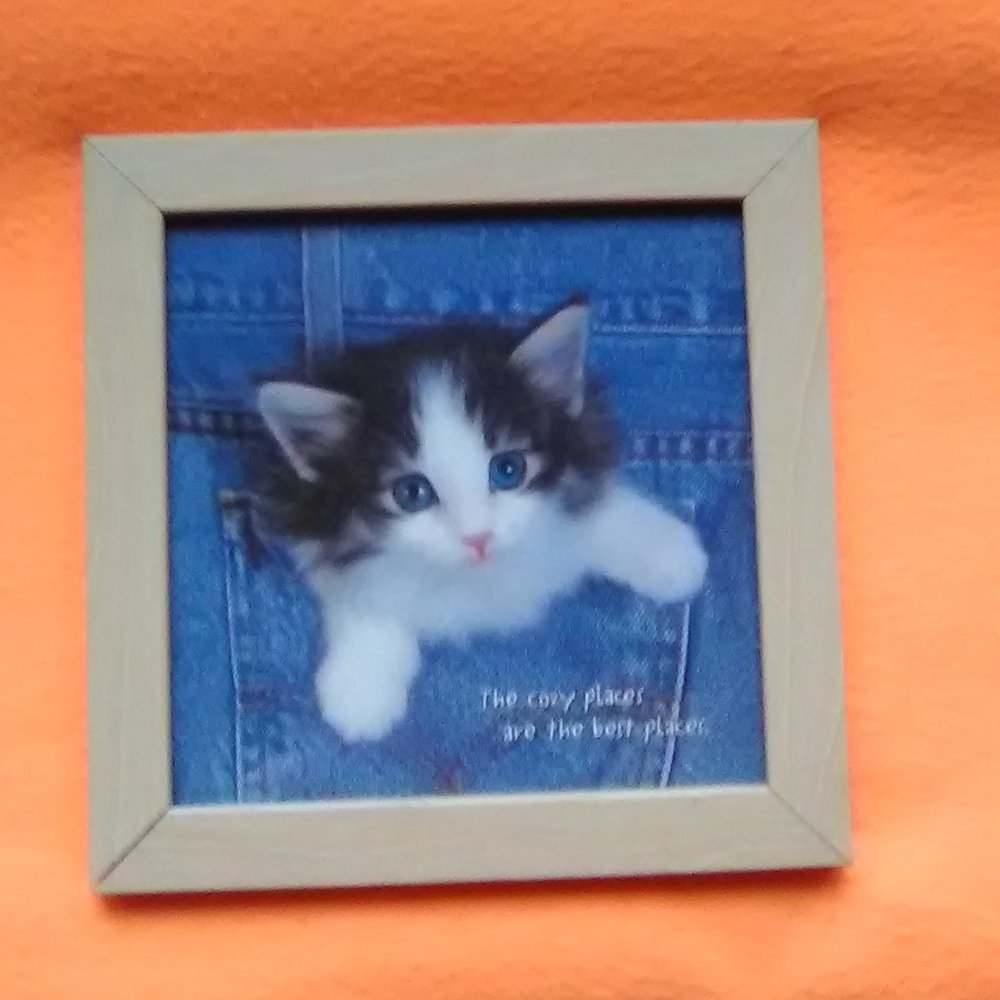 Kitten-in-a-Pocket Litho